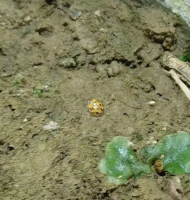 Propylea quatuordecimpunctata - tizennégypettyes füsskata