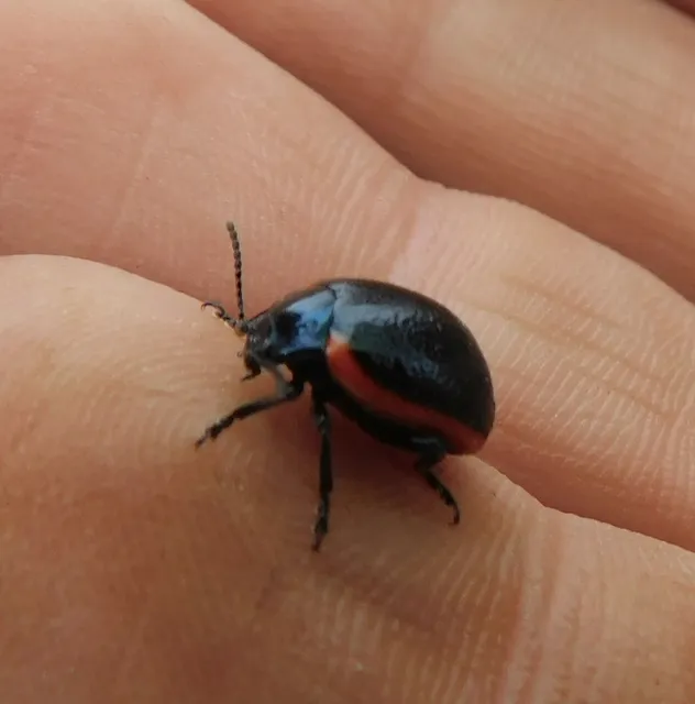 Chrysolina rossia - trapézhátú szegélyeslevelész