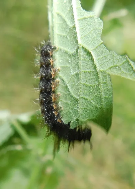 Araschnia levana - pókhálós lepke