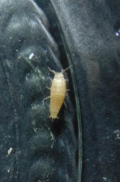 Zygentoma - Pikkelykék
