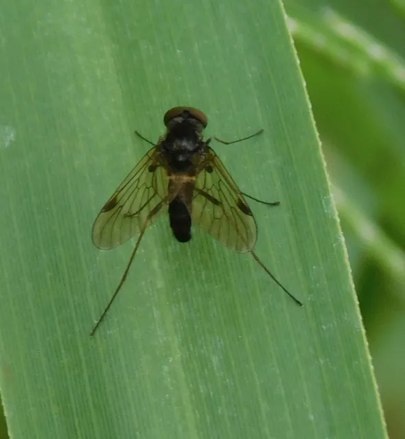 Chrysopilus