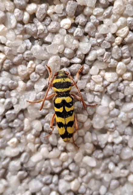 Echinocerus floralis - lucerna-darázscincér