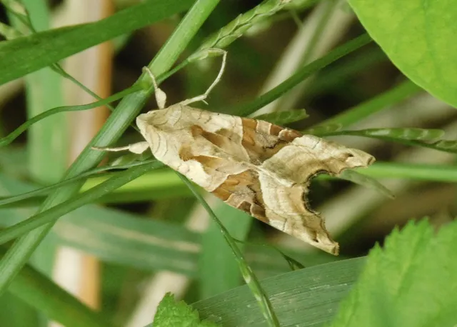 Phlogophora meticulosa - vándorló csipkésbagoly