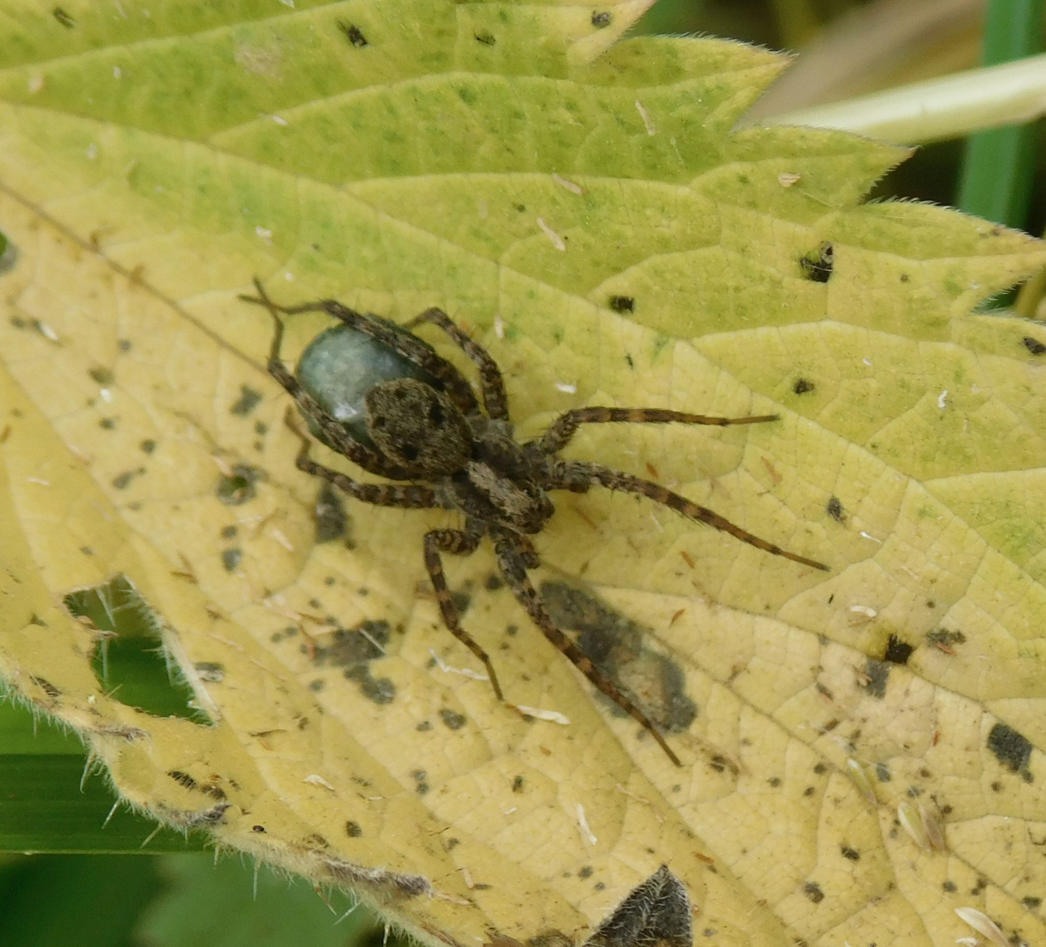 Pardosa