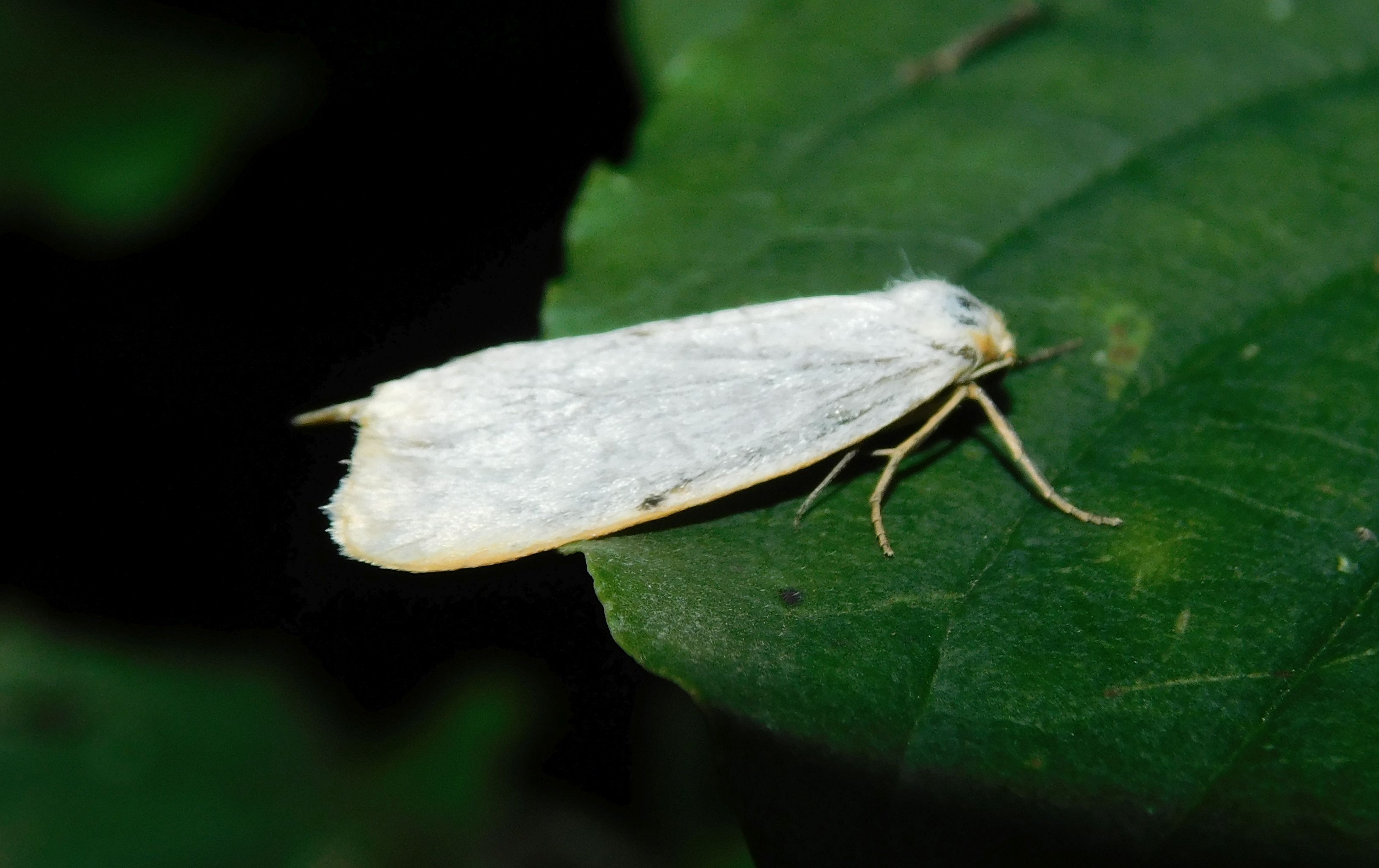 Cybosia mesomella - csontszínű molyszövő Cybosia mesomella - csontszínű molyszövő