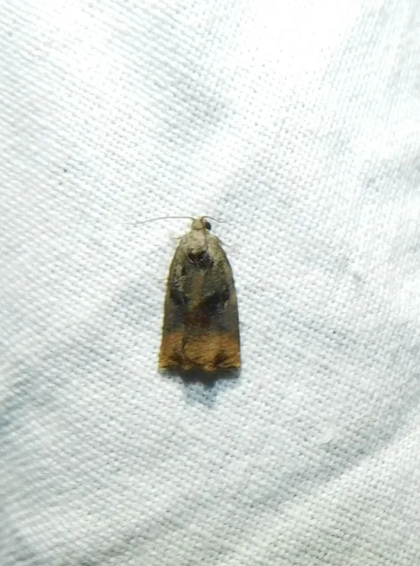 Archips podana - dudvarágó sodrómoly