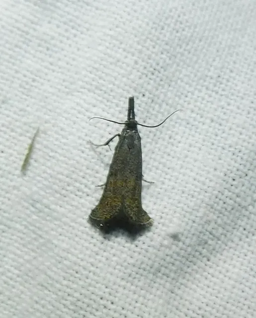 Platytes cerussella - törpe fűgyökérmoly
