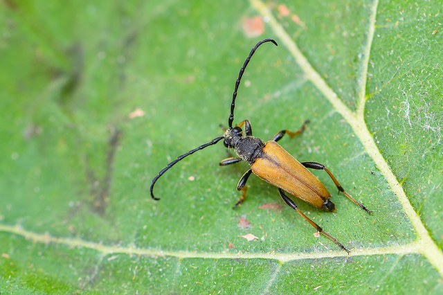 Stictoleptura rubra - vörös virágcincér