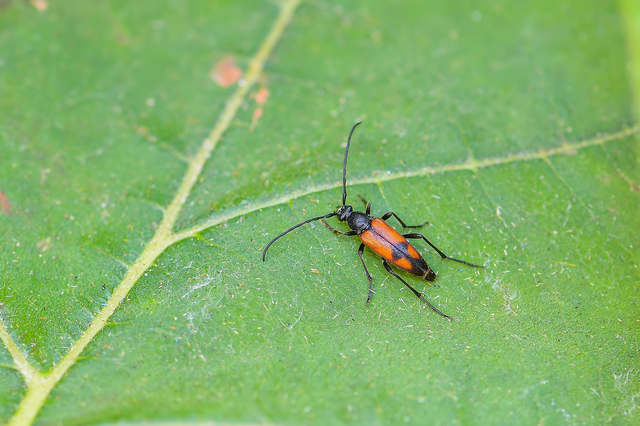 Stenurella bifasciata - kétöves karcsúcincér