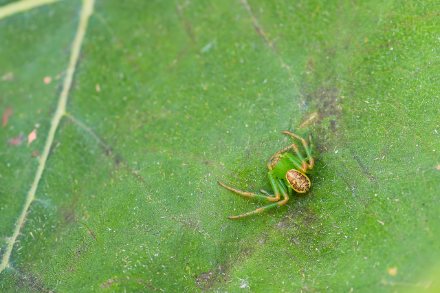 Diaea dorsata - címeres karolópók