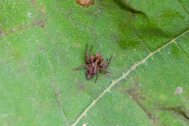 Oxyopes ramosus