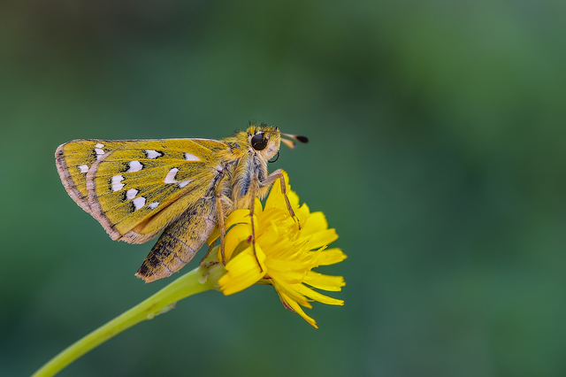 Hesperia comma - vesszős busalepke