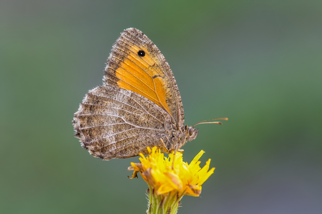 Arethusana arethusa - közönséges szemeslepke
