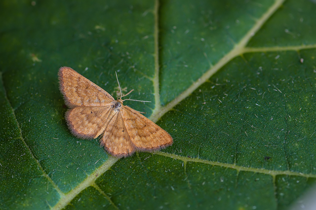 Idaea serpentata - kis sávosaraszoló