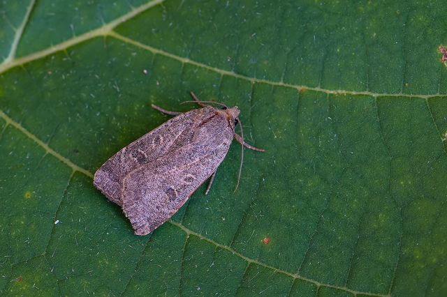 Noctua comes - kis sárgafűbagoly