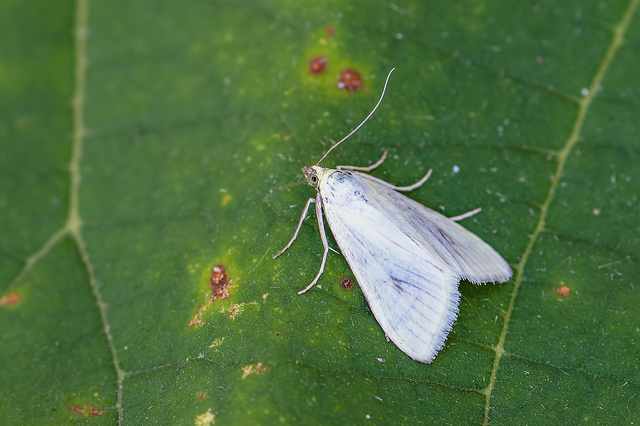 Sitochroa palealis - kénszárnyú dudvamoly