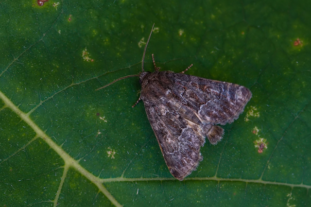 Thalpophila matura - fakó erdeibagoly