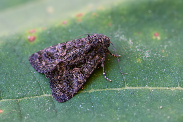 Anophia leucomelas - déli folyófűbagoly