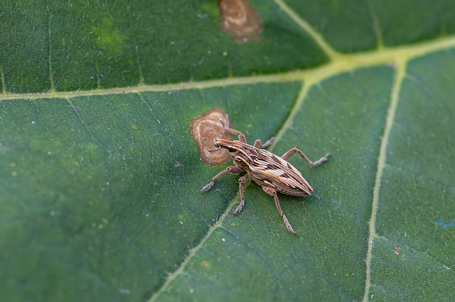 Coniocleonus nigrosuturatus - nyíljegyes barkó