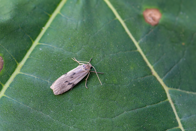 Pelosia muscerda - hamvas zuzmószövő
