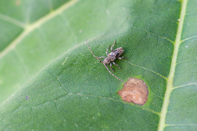 Pogonocherus decoratus - díszes ecsetcincér