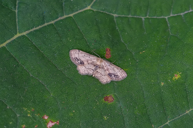 Idaea dimidiata - gyakori apróaraszoló
