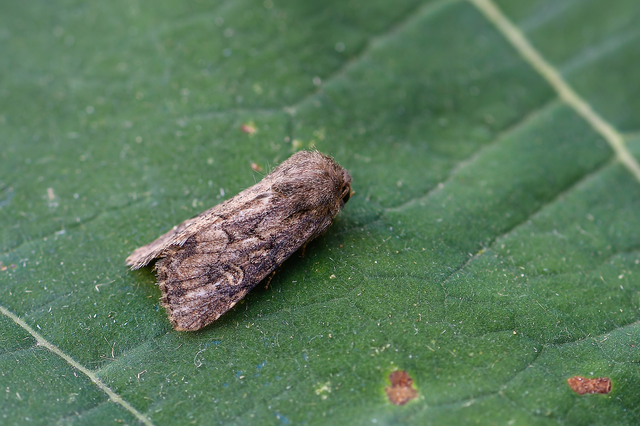 Luperina testacea - barnás szürkebagoly