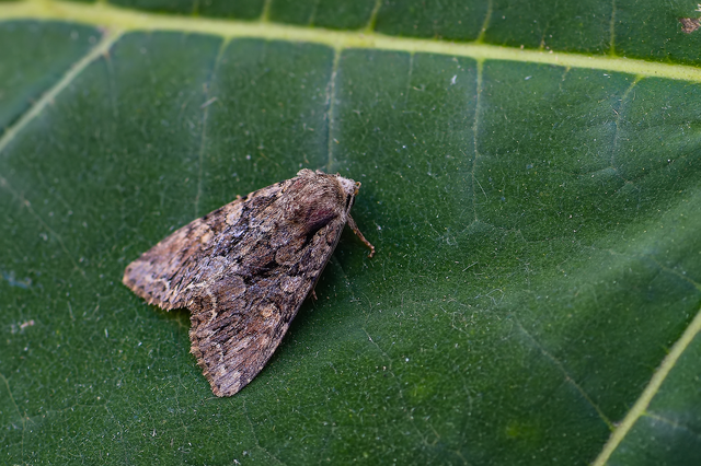 Lacanobia thalassina - borbolya-kertibagoly