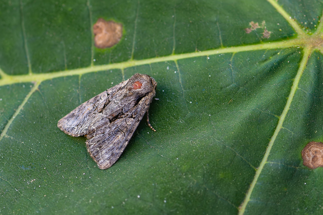 Lacanobia thalassina - borbolya-kertibagoly