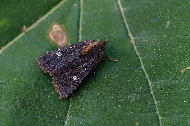 Mesapamea secalella/secalis