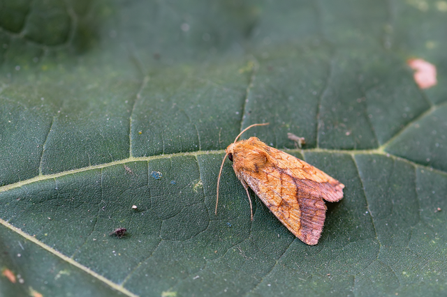 Pyrrhia umbra - iglicebagoly