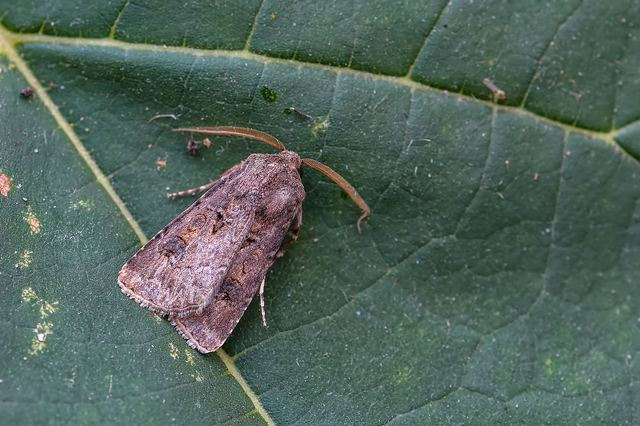 Agrotis bigramma - kétjegyű földibagoly