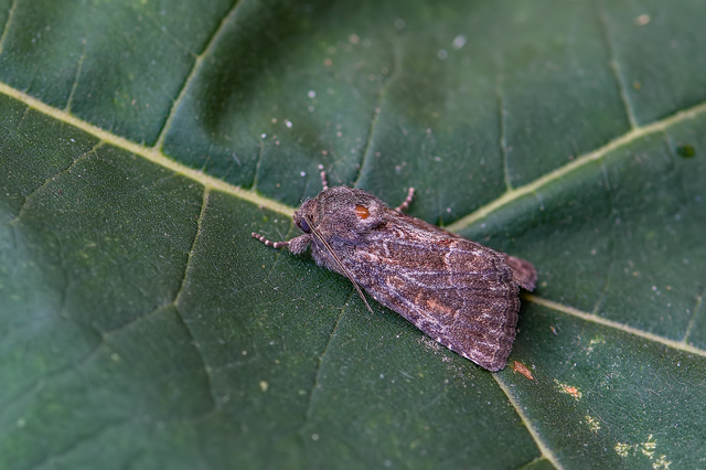 Thalpophila matura - fakó erdeibagoly