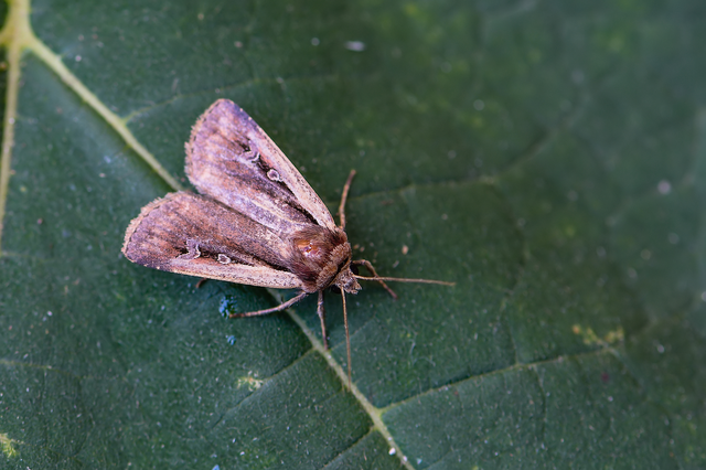 Ochropleura plecta - fehérszegélyű fűbagoly