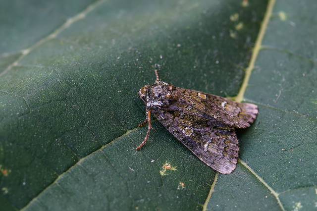 Craniophora ligustri - fagyalbagoly