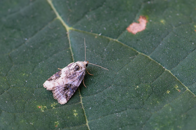 Pseudeustrotia candidula - fehéres apróbagoly