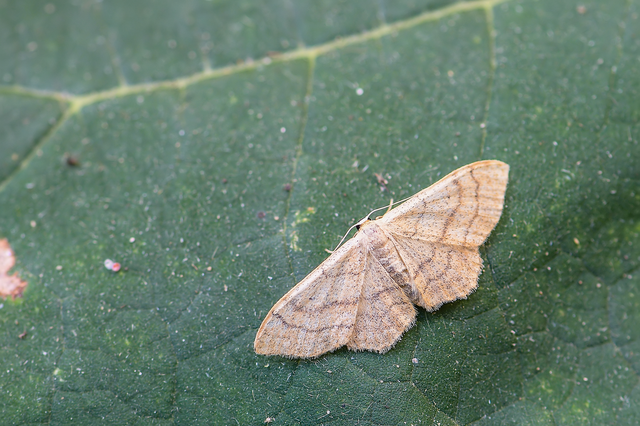 Idaea aversata - nagy sávosaraszoló