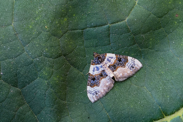 Cosmorhoe ocellata - szemes galajaraszoló