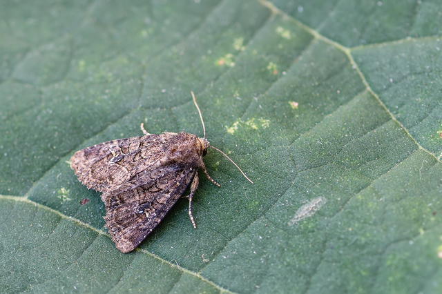 Mesapamea secalella/secalis