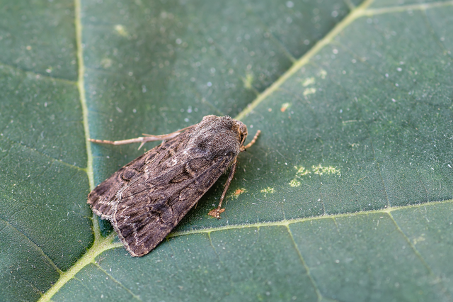 Agrotis bigramma - kétjegyű földibagoly