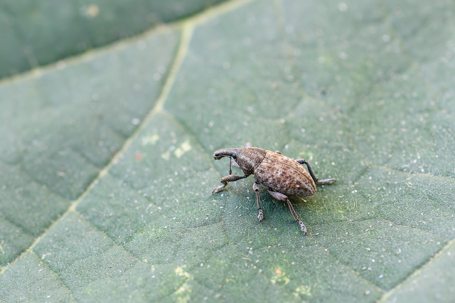 Lepyrus capucinus - pettyes fűzormányos