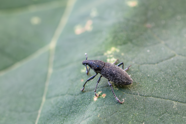 Rhabdorrhynchus echii - kígyósziszbarkó
