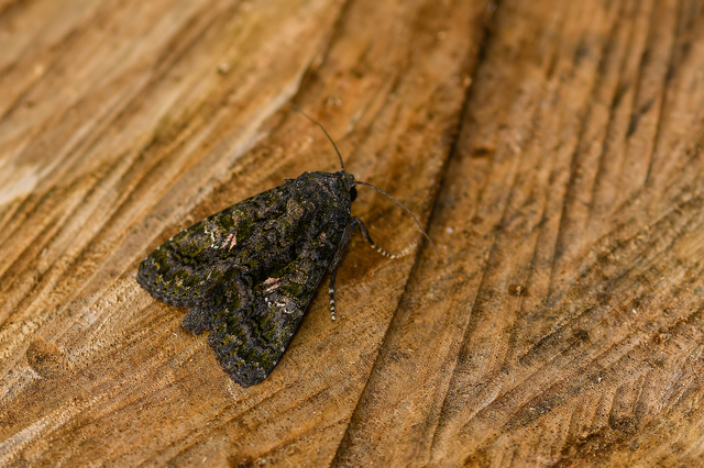 Anophia leucomelas - déli folyófűbagoly