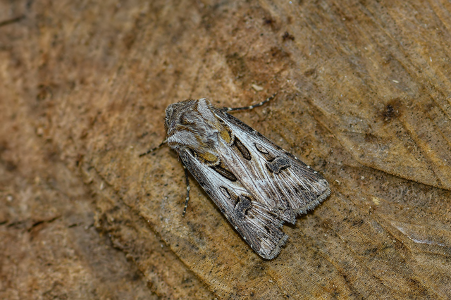 Agrotis vestigialis - őszi földibagoly