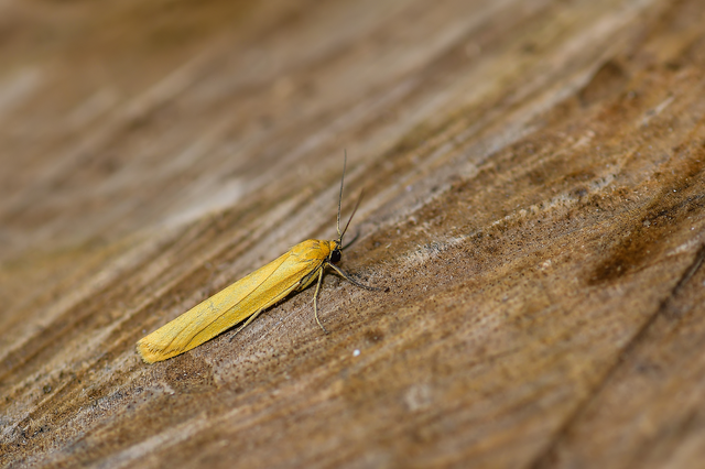Eilema lutarella - narancsszínű zuzmószövő