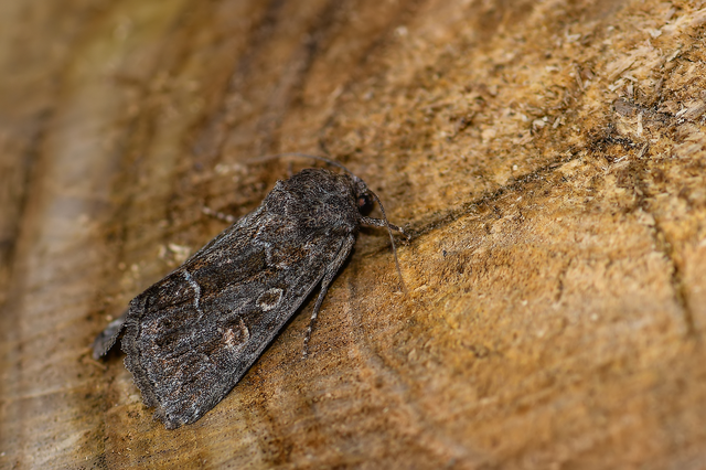 Thalpophila matura - fakó erdeibagoly