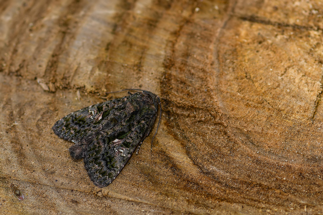 Anophia leucomelas - déli folyófűbagoly
