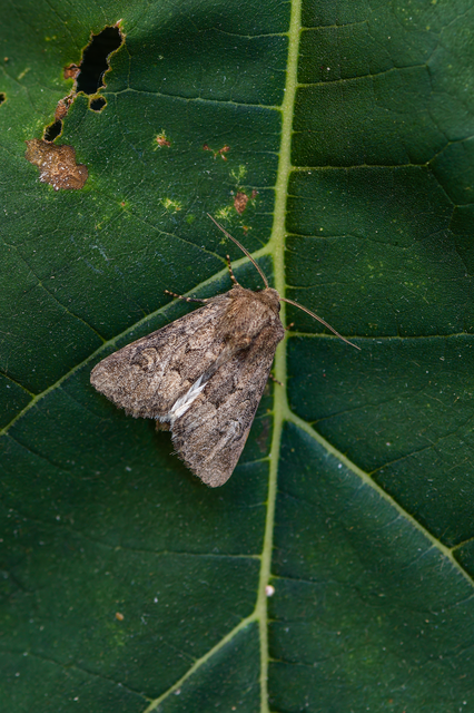 Luperina testacea - barnás szürkebagoly