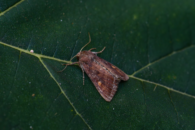 Lacanobia oleracea - saláta-kertibagoly