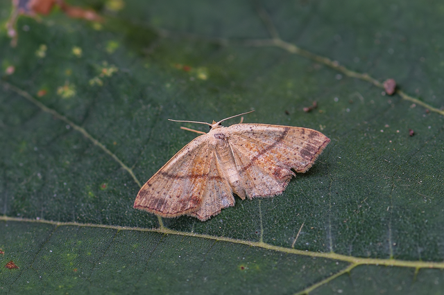 Cyclophora punctaria - sávos pettyesaraszoló
